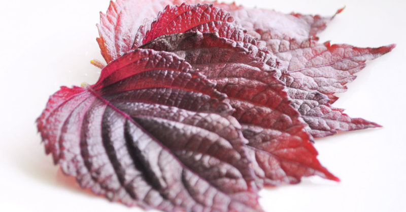 Japanese Red Shiso Herb